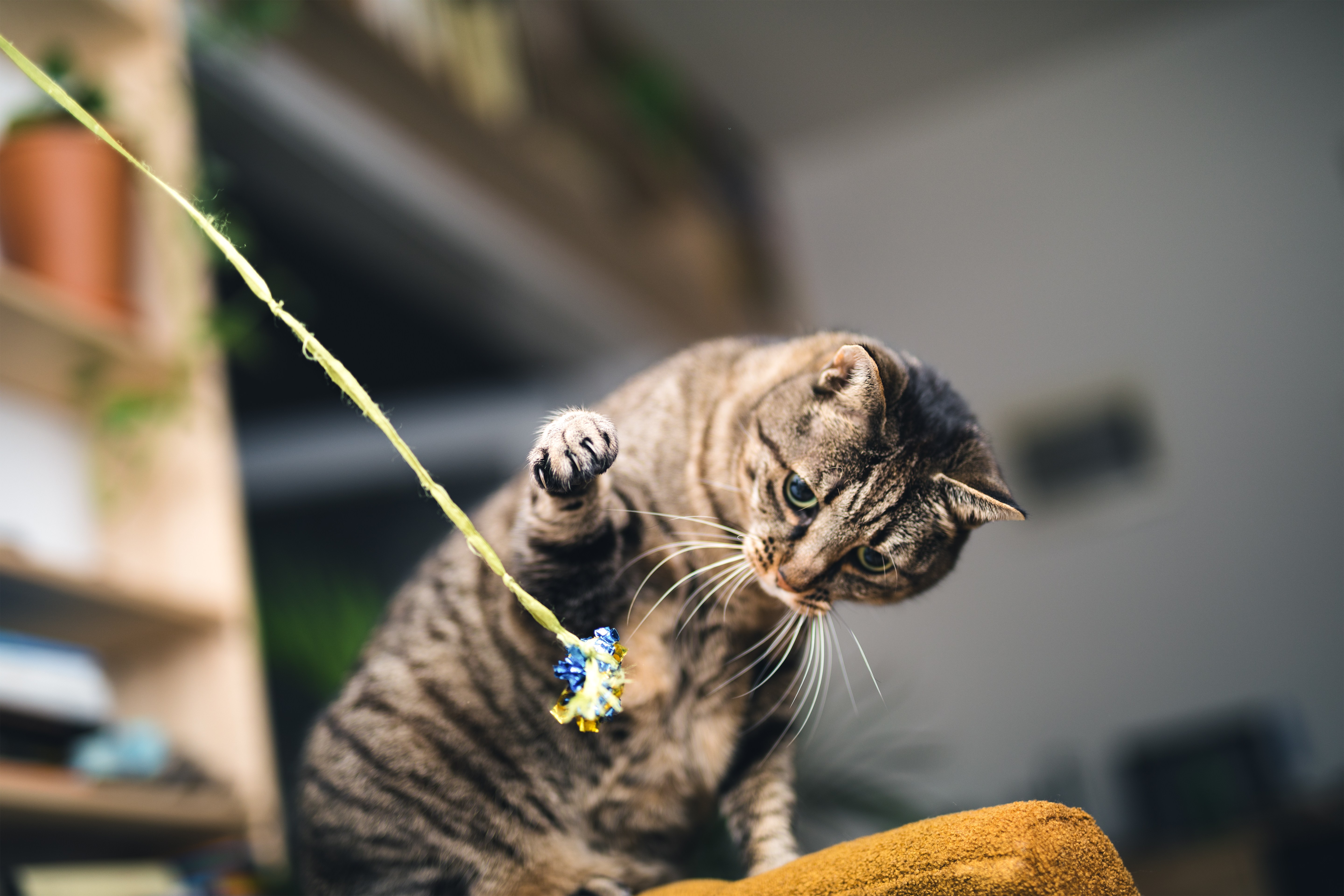 Playful Cat